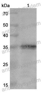 Anti-Monkeypox virus/MPXV A27L Polyclonal Antibody